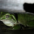Common Green Treefrog (Litoria caerulea)<br />Canon 7D + EF70-200 F4L IS Common Green Treefrog (Litoria caerulea)<br />Canon 7D + EF70-200 F4L IS